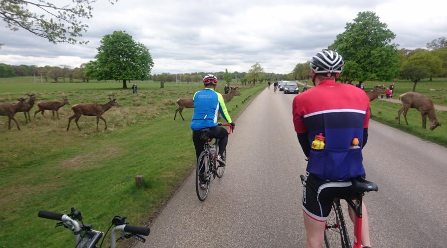 Cyclists in Richmond Park watching deer