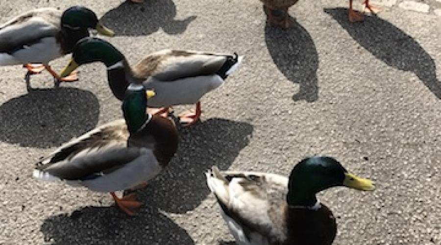 Quack Quack