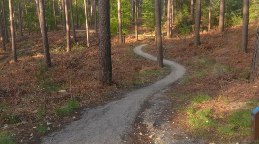 Swinley forest trail