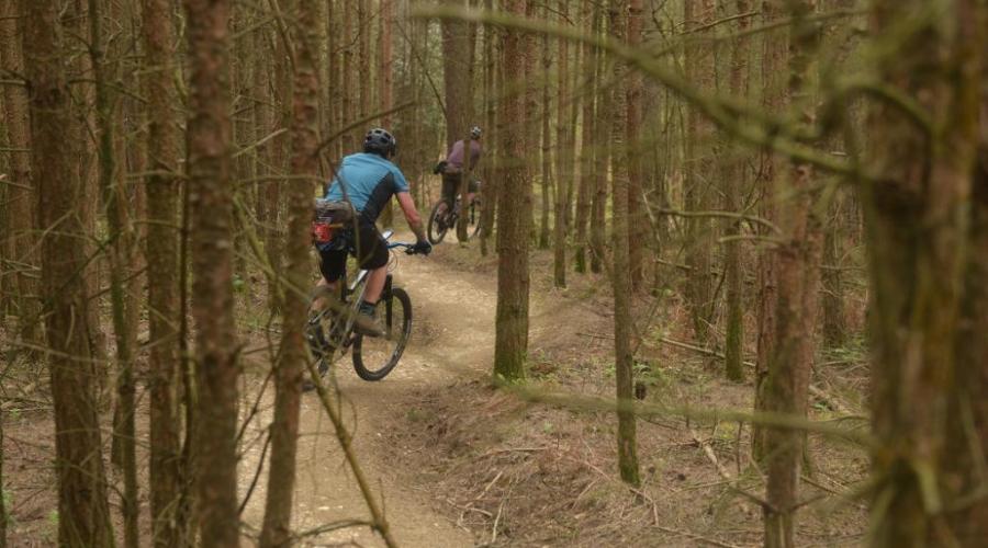 Wooded track at Swinley forest