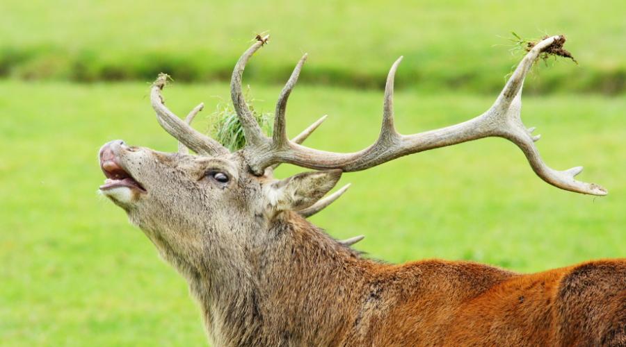 Red Deer Stag