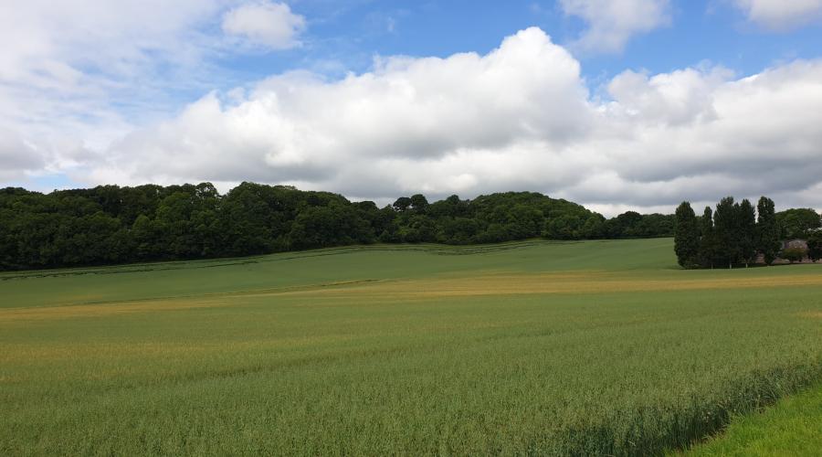 large field of crops with woods in background