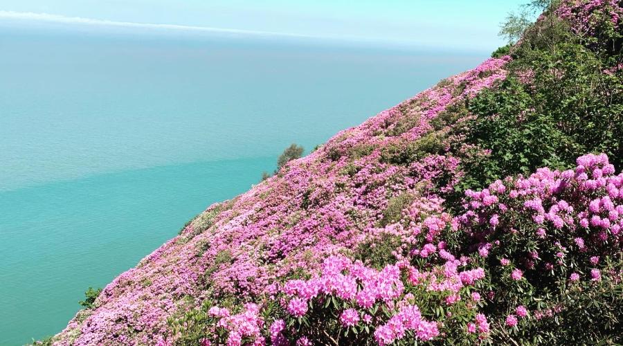 Rhododendrons