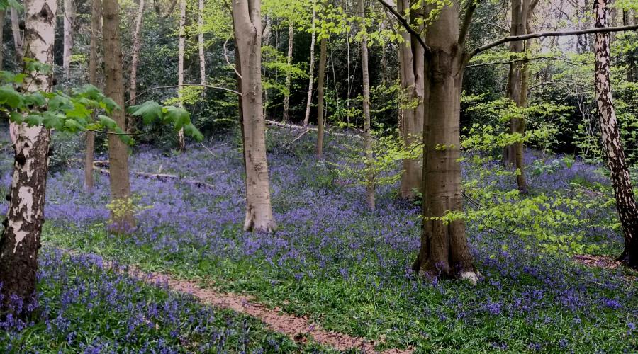 Bluebells in the woodland
