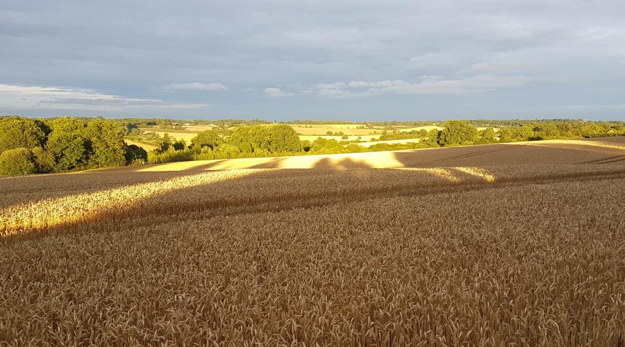 Summer walks