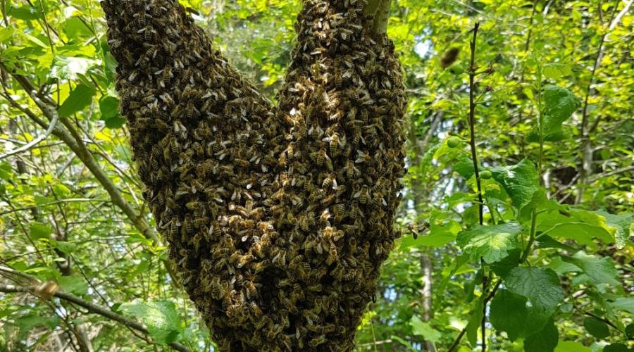 Swarm of bees