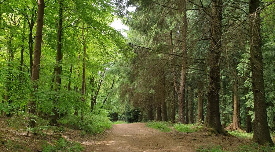 Tree lined path through Rowberrow Warren