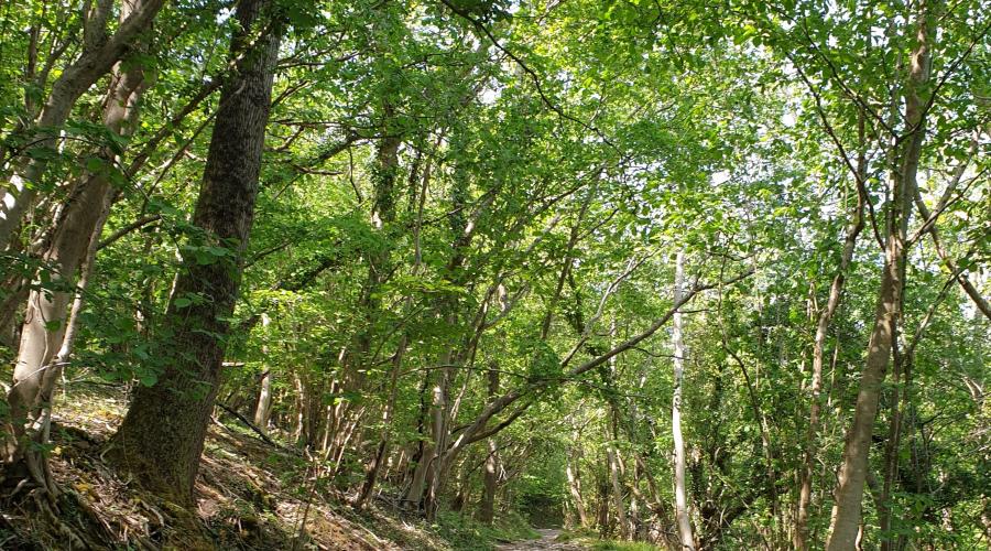 Tree lined path running down from Mendip Raceway
