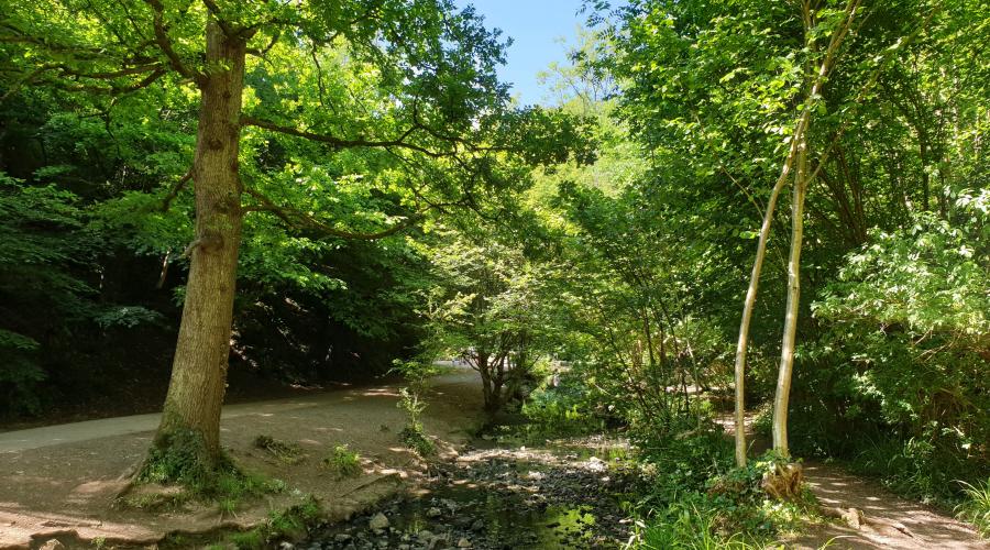Hazel Brook tree lined limestone gorge