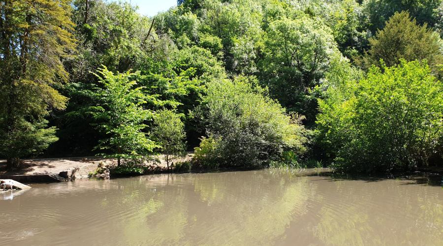Tarn lake - originally a small bathing pool, surrounded by trees and shrubbery