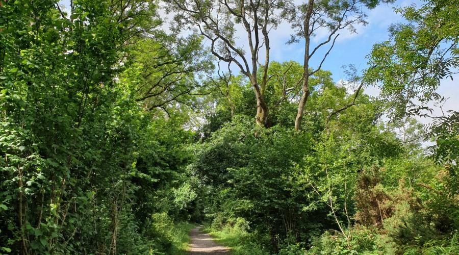 Coombe Hill wood Polden Way footpath
