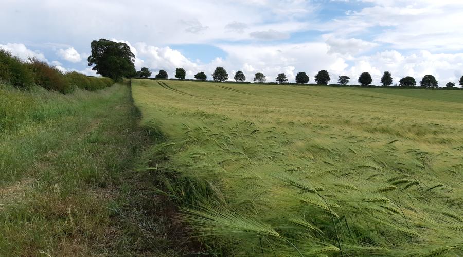 A wheat field near Heddon