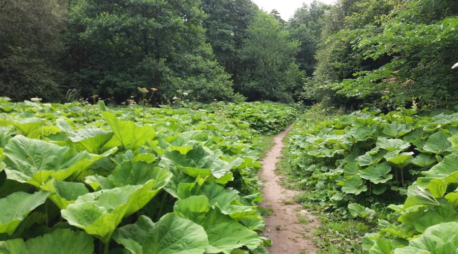 Deepdale nature reserve footpath view