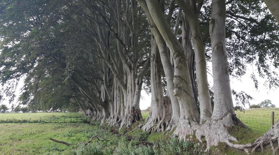 Large trees growing out of a stone wall
