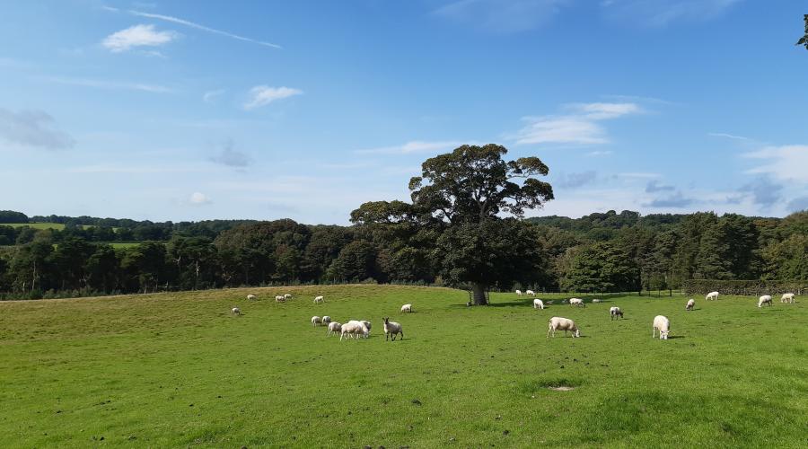field in staffordshire