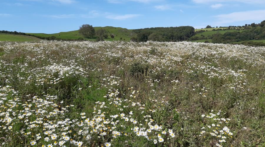Weaver hills meadow