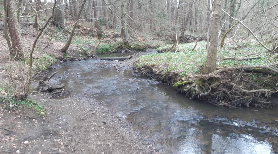 River winding through woodland