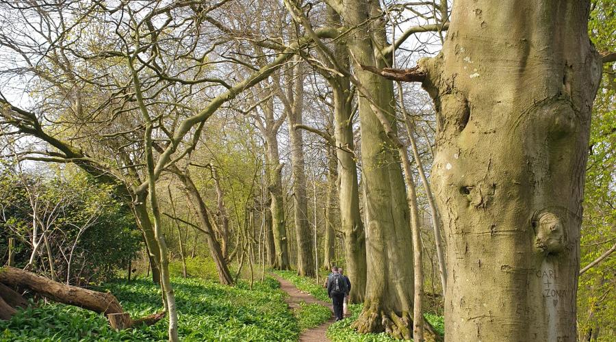 path through Walk Wood above Hopton Court