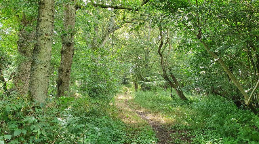 Footpath near Little London, Bramley, near Basingstoke