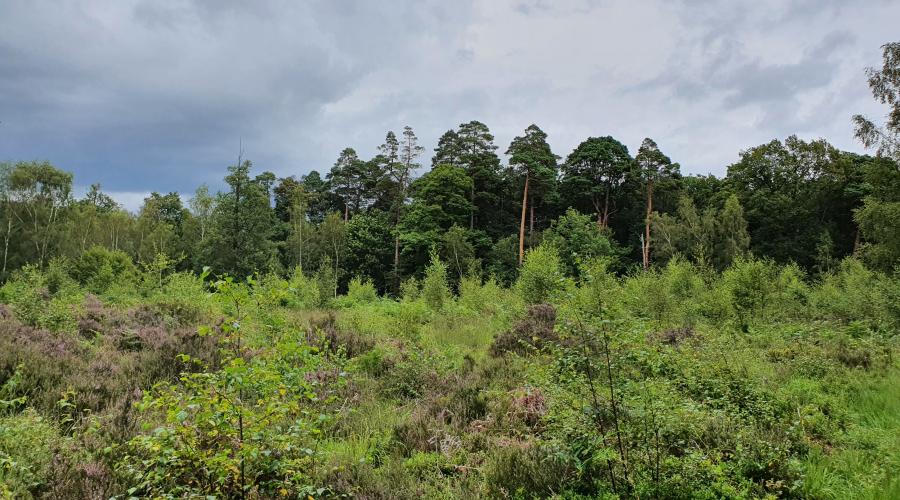 Silchester Common, Silchester, near Basingstoke