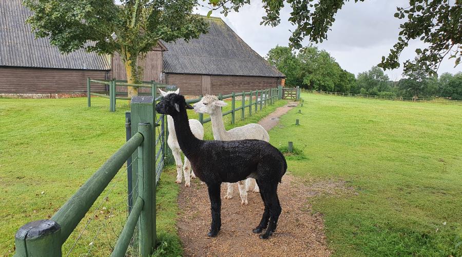 Alpacas on the footpath, Silchester, near Basingstoke