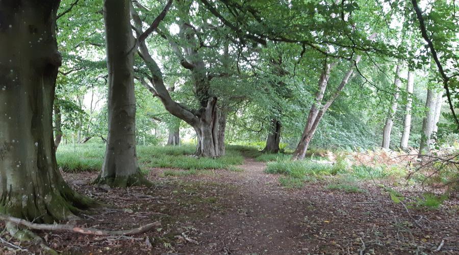 The Woods