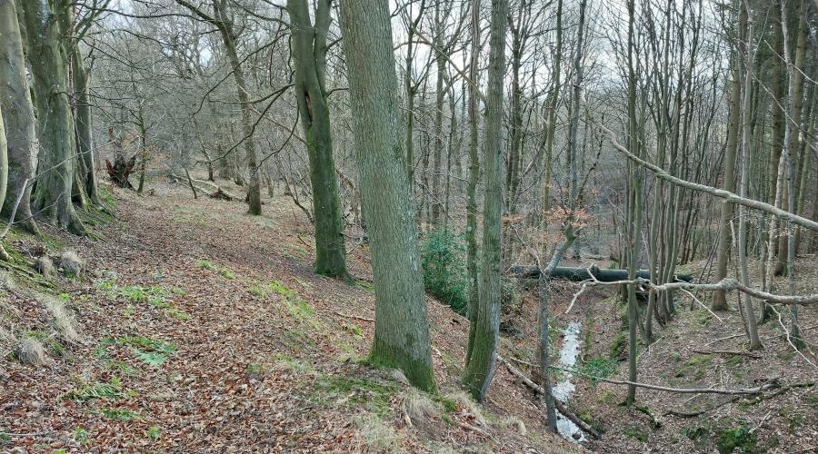 Woodland near Birtley