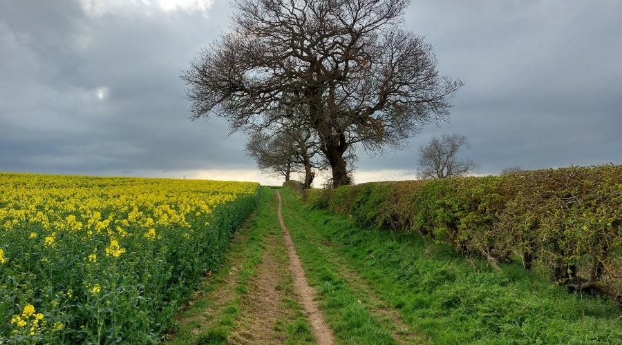 A field of rape to the left of a tree shading the path