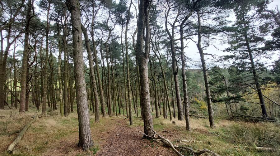 Goyt Valley Pine Forest