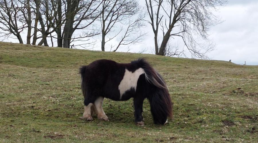 Beautiful pony on the upper lands