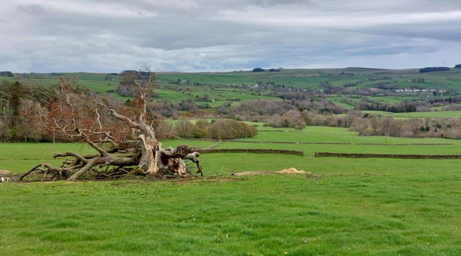 A view over Allendale with a tree stump in foreground