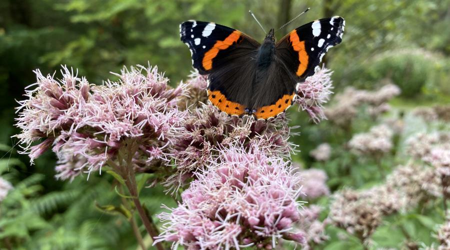 Butterfly on a flower