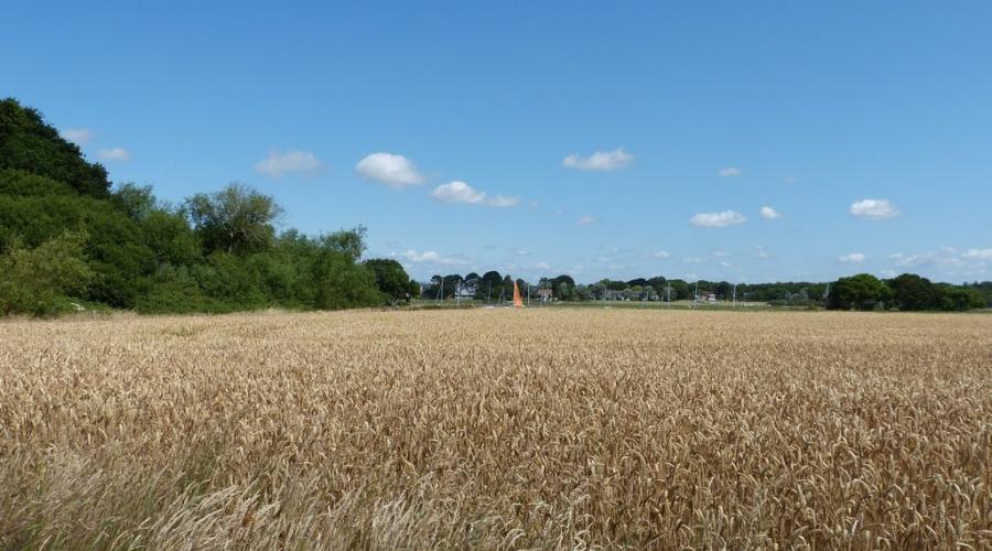 Wheat Field by Westland's Copse by Rob Farrow