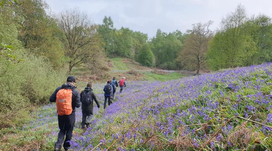 Bluebells