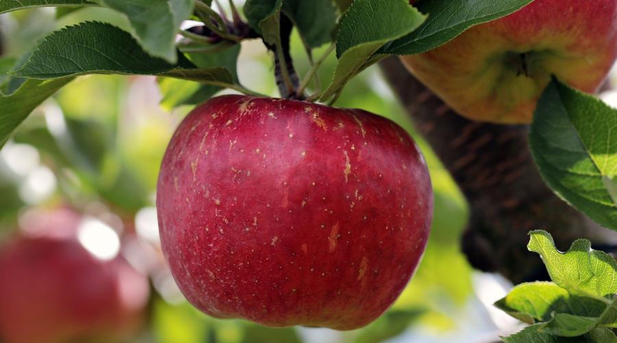 Apple Tree