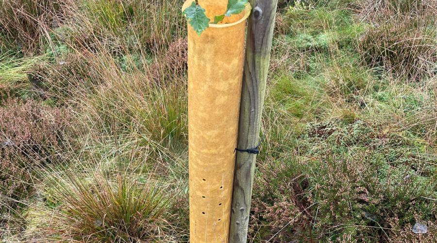 Tree tubes