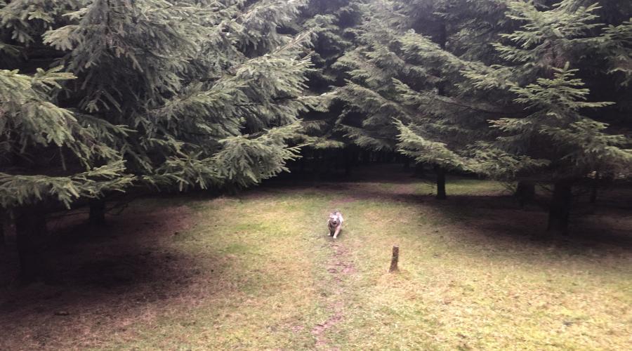 Bank Ends wood near Blacko