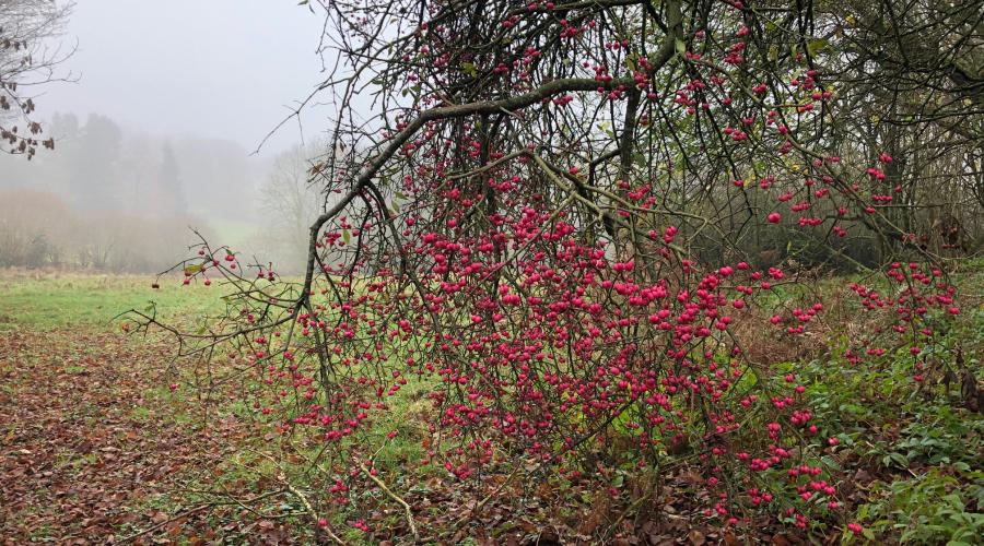 Purple Berries