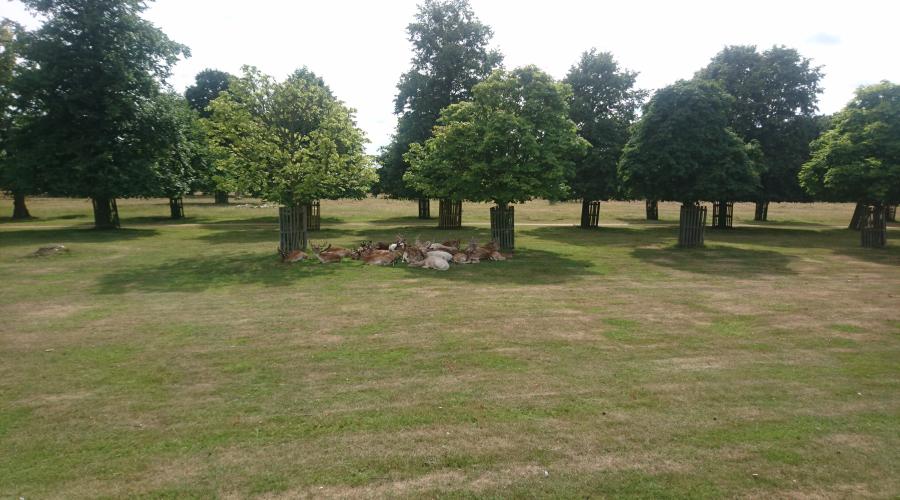 Bushy Park - Deer