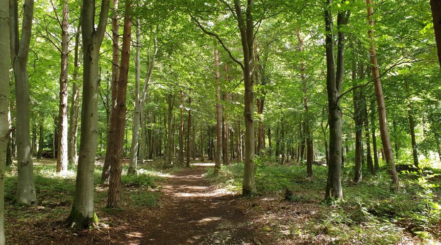 The path as it passes through the Larch trees of Chelvey Wood