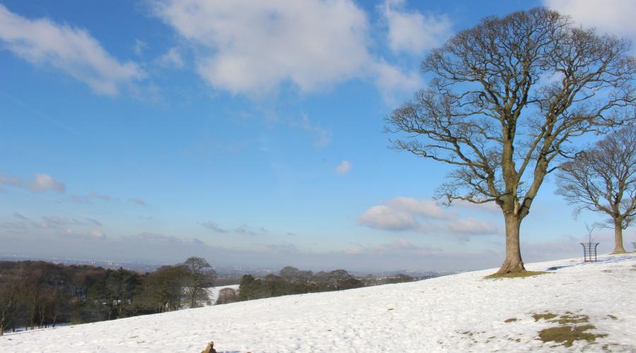 Hill and tree with snow