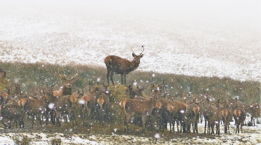 Deer in snow at Lyme Park