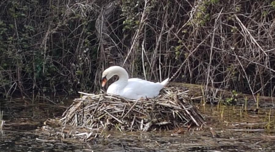 Chichester Ship Canal Swan Nest