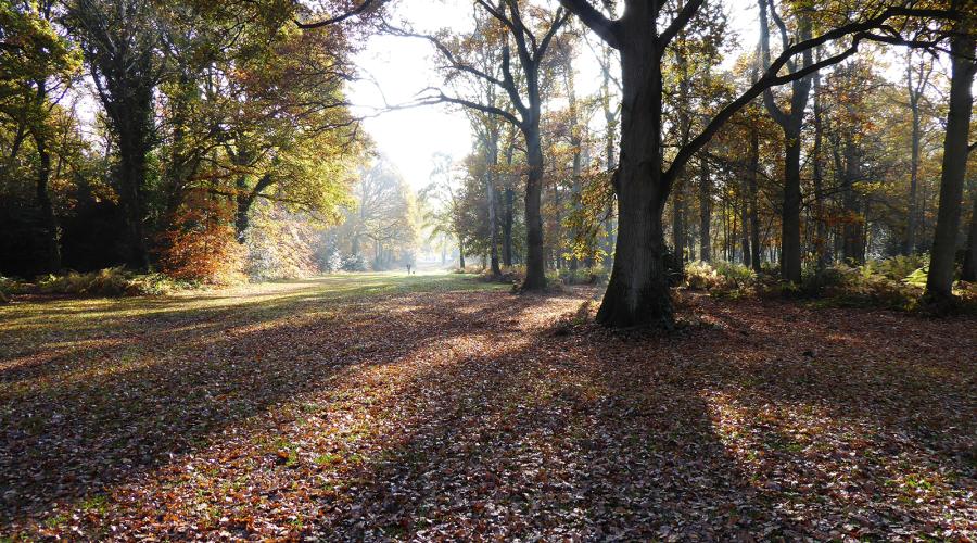 Long shadows on Chorleywood Common