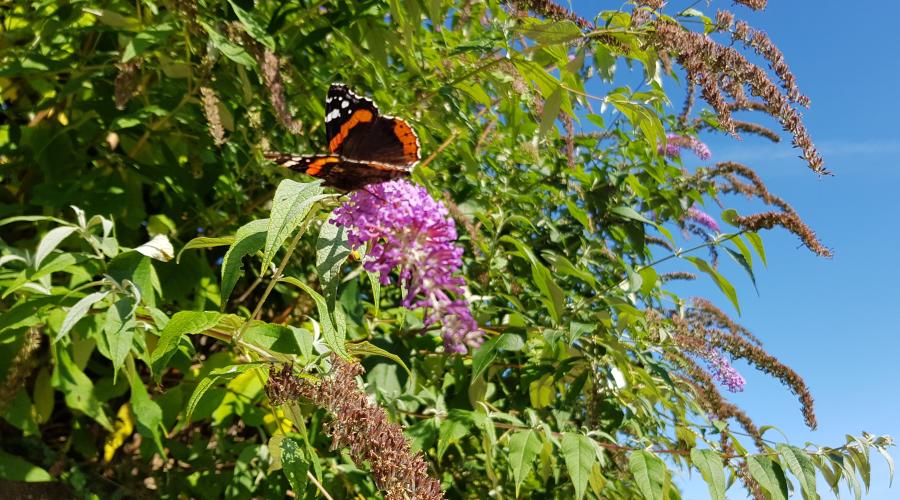 Coldstream Bush By River Tweed With Butterfly Taken By Markster