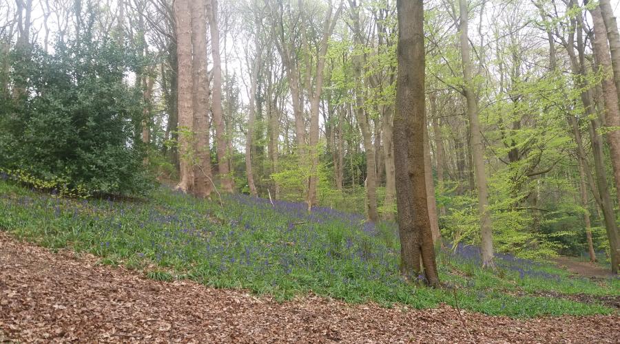 Bluebell carpets in the woodland at Durham City