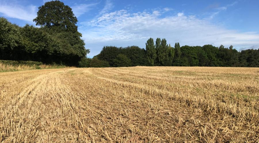 Fields of gold