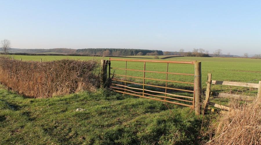 Field Gate with Willingham Woods CCSA2.0 (c) Hannan-Briggs