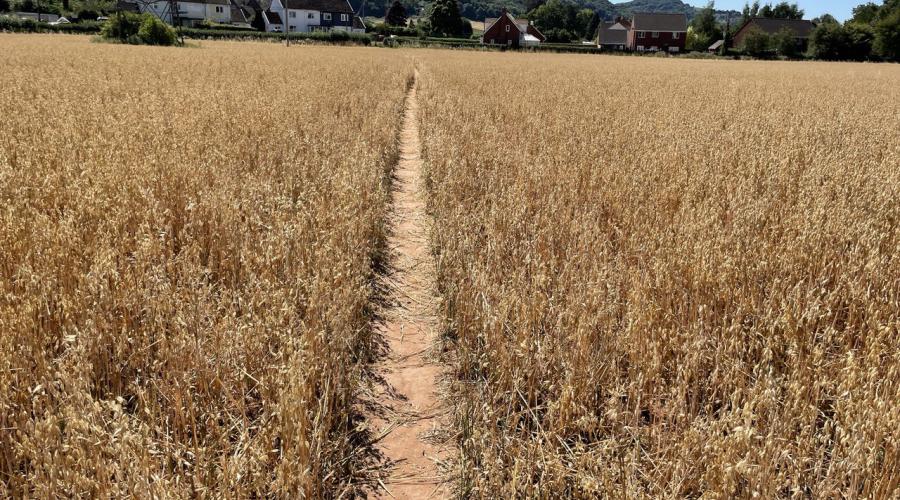 Field of Wheat Stalks