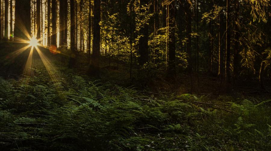 Forest Sunset PIXABAY Free Use